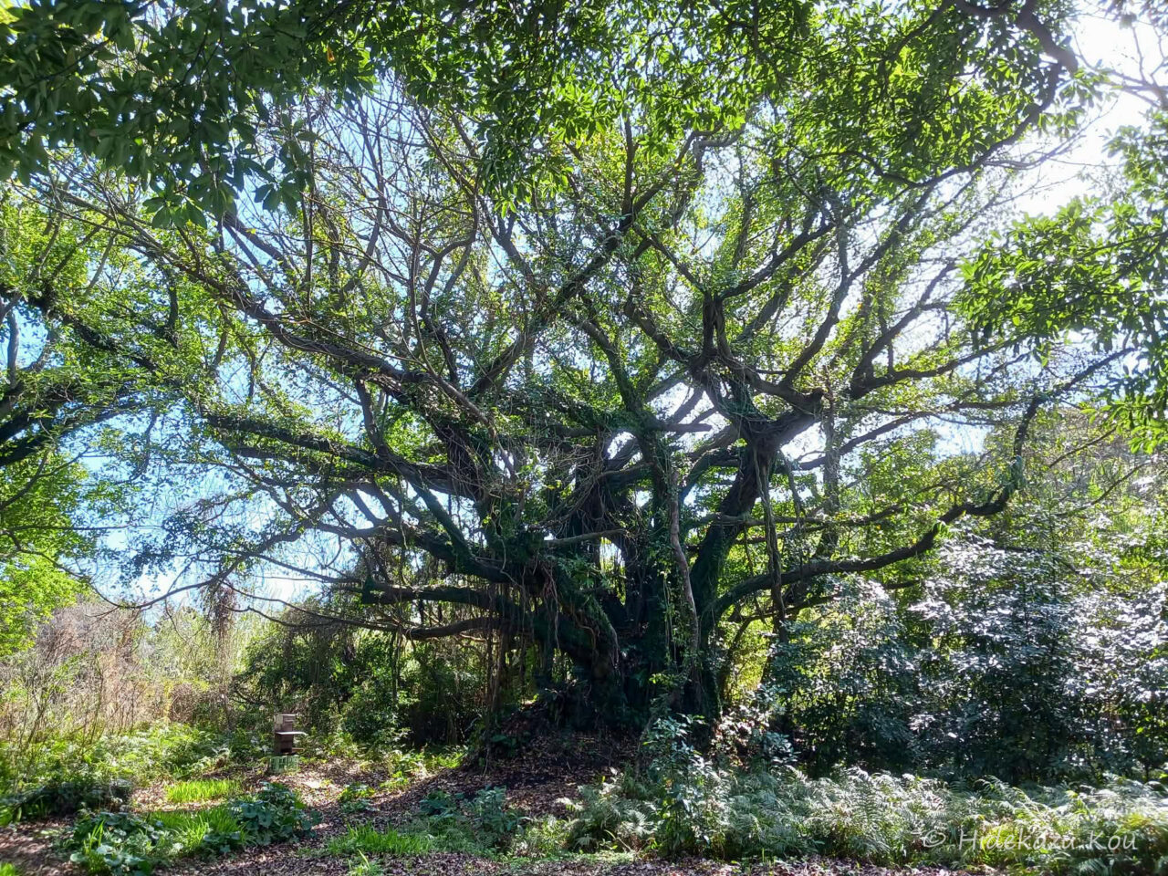 【島旅を写真で綴る〜Photrip〜】鹿児島県・新島（幸秀和）