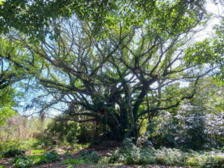 【島旅を写真で綴る〜Photrip〜】鹿児島県・新島（幸秀和）